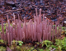 Daniel Winkler, CC BY-SA 3.0 Large cluster of tall, slender, pinkish-purple club fungi (Alloclavaria purpurea) growing from mossy forest ground. The clubs stand upright in dense, uneven rows surrounded by green moss, small ferns, and scattered pine needles.