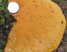mycowalt (iNaturalist), CC BY-SA 4.0 Aurantiporus croceus forming a large, bright orange bracket on the side of a tree. The pore surface is finely textured and slightly uneven, and a coin placed on the upper surface shows the scale of the fungus.