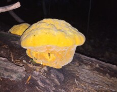 Katja Schulz (treegrow), CC BY 4.0 Aurantiporus croceus growing as a thick, bright yellow bracket on a decaying log. The fungus has a bumpy, swollen upper surface and pale, porous undersides, with vivid orange tones near the base where it meets the wood.