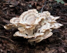 Katja Schulz — CC BY 2.0 Meripilus sumstinei growing as a large, layered rosette of pale, fan-shaped caps on the forest floor, with wavy margins and darker staining patches. The mushroom sits among fallen leaves and twigs.