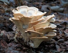 Katja Schulz — CC BY 2.0 Meripilus sumstinei growing in a tight cluster of layered, fan-shaped caps with pale, scalloped edges. The rosette rises from leaf litter on the forest floor, showing subtle darker patches on the undersides.