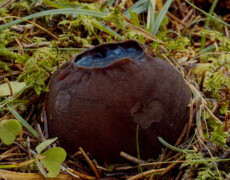 Staffan Kyrk — CC BY 3.0 A dark brown cup fungus, Pseudombrophila aggregata, sitting in moss and leaf litter with a smooth outer surface and a glossy blue-black interior.