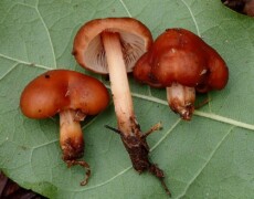 Ron Pastorino — CC BY-SA 3.0 Caulorhiza hygrophoroides shown as three reddish-brown mushrooms resting on a green leaf. One cap is flipped to show its pale, closely spaced gills, and all three have sturdy stems with soil attached at the base.