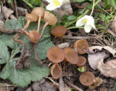 Photo by Dragonòt — CC BY-SA 3.0 Dumontinia tuberosa shown as clusters of small brown cup-shaped fungi growing on soil among dead leaves and green groundcover, with a few white spring flowers nearby. The mushrooms vary in height, some with long thin stems and others sitting close to the forest floor.