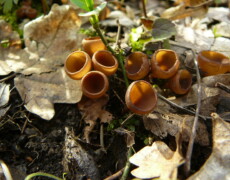 Photo by Vavrin — CC BY-SA 3.0 Small clusters of Dumontinia tuberosa brown cup-shaped fungi growing on the forest floor among dry leaves, twigs, and early spring vegetation. The smooth cups sit low to the ground and catch the light, showing their warm amber interiors.