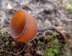 Photo by Kenraiz — CC BY-SA 3.0 A single brown Dumontinia tuberosa cup-shaped fungus rising from mossy ground, with a smooth curved rim and a matte inner surface. The background is blurred forest floor, highlighting the solitary cup in sharp focus.