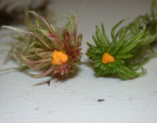 Sasata — CC BY-SA 3.0 Endogone pisiformis shown as small, bright orange globular fruiting bodies attached to tufts of green and reddish plant matter. The clusters sit on a white surface, highlighting their color and texture.