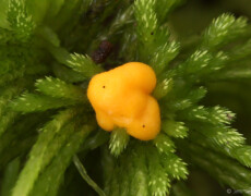 Christian Ferrer — CC BY-SA 3.0 Endogone pisiformis shown as a bright orange, lobed fruiting body resting on a clump of green moss collected with the specimen. The rounded structure contrasts with the pointed moss leaves surrounding it.