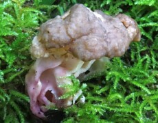 Svencapoeira — CC BY-SA 4.0 Wrinkled, tan Gyromitra sphaerospora with a folded, pinkish stem growing among bright green moss. The cap has a lumpy, brain-like surface, and the pale, contorted stem is partly hidden by moss fronds.