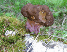 Irina A. Gorbunova — CC BY 4.0. Brown, brain-like cap of Gyromitra sphaerospora with a pale pink, wrinkled stem growing on mossy ground beside a decaying birch log. The fungus has deep folds in the cap and sits in bright green moss with grass and needles around it.