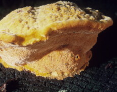 Walt Sturgeon (Mycowalt), CC BY-SA 3.0 Hapalopilus croceus growing as a thick, bright yellow to orange bracket on decaying wood. The upper surface is lumpy and textured, while the underside shows a dense layer of fine pores. The fungus appears swollen and substantial, attached firmly to the log.