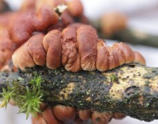 Sbjoern — CC BY-SA 4.0. A cluster of Hypocrea lichenoides fruiting bodies forming wrinkled, orange-brown cushions along a mossy branch, with tightly folded surfaces and small patches of green moss nearby.