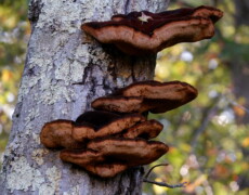 Bonnie Semmling — CC BY-SA 4.0 Clusters of large, rusty-brown Inonotus hispidus brackets growing on the side of a lichen-covered tree trunk. Multiple shelves are stacked vertically, with sunlight filtering through green foliage in the background.