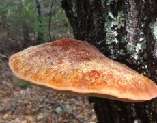 Chris Alice — CC BY-SA 4.0 A large, single bracket of Inonotus hispidus attached to a tree trunk, with a broad orange-brown cap that fades toward a pale margin. The bark around it is covered in patches of lichen, and the forest floor is visible in the background.