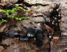 H. Krisp (Holleday) — CC BY 3.0 Holwaya mucida growing on decaying bark as clusters of small black cup-like fruiting bodies, alongside slender black stalks topped with pale gray spore surfaces. Bright green moss contrasts with the dark fungus on the wood surface.