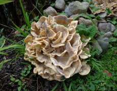 Clyde Elledge (Mushroom Observer #354570) — CC BY-SA 3.0 Meripilus sumstinei forming a large, dense rosette of overlapping, cream-colored fan-shaped caps at the base of a tree. The cluster sits among grass, small plants, and stones, showing ruffled edges and subtle darker staining on the surfaces.