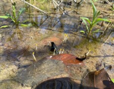 Dylan Shaw — CC BY-SA 4.0 Tiny yellow-tipped Mitrula elegans fruiting bodies emerging from shallow water among submerged leaves and plant debris, with young green shoots growing nearby.