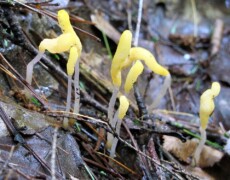 Walt Sturgeon (“Mycowalt”) — CC BY-SA 3.0 Small clusters of Mitrula elegans growing among wet leaf litter and pine needles, with slender translucent stems and bright yellow club-shaped tips emerging from the forest floor.