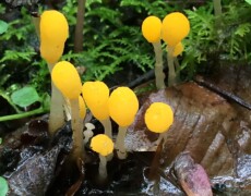 billyd (Mushroom Observer) — CC BY-SA 3.0 Bright yellow Mitrula elegans fruiting bodies with rounded heads and pale stems growing among wet leaves, moss, and small plants on a damp forest floor.