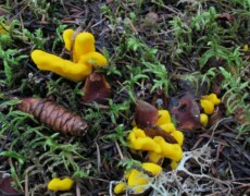 mycowalt — CC BY-SA 4.0 Neolecta irregularis growing in scattered yellow clusters among moss, twigs, and forest litter. The fruiting bodies appear irregular, lumpy, and club-like, with bright yellow surfaces contrasting against green moss, a pine cone, and reddish-brown debris.