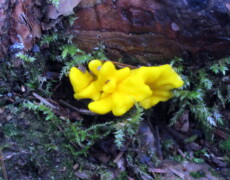 Walt Sturgeon (Mycowalt) — CC BY-SA 3.0 Neolecta irregularis forming a bright yellow, irregularly lobed cluster on a mossy forest floor beside decaying wood. The fruiting bodies appear folded and fused together with smooth, waxy surfaces contrasting against green moss and dark bark.