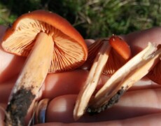 Renée LeBeuf — CC BY-SA 3.0 Three small orange mushrooms displayed on a person’s hand, showing bright caps, pale crowded gills, and slender stems with soil at the base. One stem is split lengthwise to reveal the interior tissue.