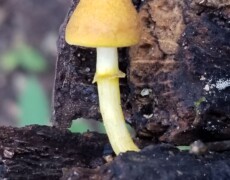 Ken Wills — CC BY-SA 3.0 Pluteus mammillatus with a smooth yellow cap and pale yellow stem, growing upright from dark decaying wood. The mushroom stands alone, surrounded by bark fragments and blurred forest floor in the background.