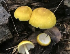Logan Wiedenfeld — CC BY-SA 3.0 Pluteus mammillatus growing on decaying wood, showing several bright yellow caps with fine radial texture. One mushroom is sliced to display its white gills. The cluster sits among bark fragments, leaves, and forest debris.