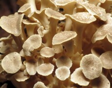 Katja Schulz — CC BY 4.0 A close view of Polyporus umbellatus, showing many tightly packed, pale tan caps with short stems forming a dense clustered structure.