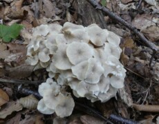 Christian Grenier — CC0 Public Domain A dense cluster of Polyporus umbellatus growing on the forest floor, with many overlapping pale tan caps forming a rounded, cauliflower-like mass among leaves and woody debris.