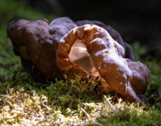 ammophila (iNaturalist) — CC BY 4.0. Brown, folded cup fungus (Gyromitra sphaerospora) growing on mossy forest ground. The fruiting body has a thick, wrinkled exterior and a large inner cavity that catches the light, showing a pale tan interior. Moss and needles surround the base.