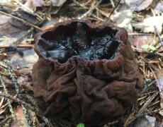Павлик Лисицын — CC BY 4.0 A dark brown, wrinkled, pouch-like fruiting body of Sarcosoma globosum with a glossy black inner surface, growing on wet forest litter and needles.