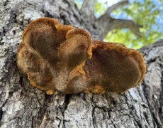 Jonathan Frank — CC BY-SA 4.0 Large, rusty-brown Inonotus hispidus brackets attached to the trunk of a mature tree. The caps have a velvety, shaggy surface and bright orange margins, with sunlight filtering through green leaves in the background.