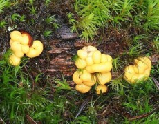 Adolf Ceska (Photo ID #20854) — CC BY-SA 3.0 Clusters of bright yellow, gelatinous mushrooms growing on a decaying log surrounded by green moss. The fungus forms irregular, brain-like lobes in several separate patches along the wood.