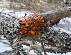Tikka40 — CC BY-SA 3.0 The fungus Hypocreopsis lichenoides forming a tight, orange-brown, folded mass on a lichen-covered branch in a winter woodland setting.