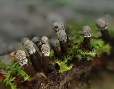 Walt Sturgeon (Mycowalt), CC BY-SA 3.0 Holwaya mucida shown as clusters of dark brown, slender stalks topped with pale gray spore-bearing caps. The fruiting bodies rise from moss-covered wood, with the textured heads contrasting against the green moss and blurred background.