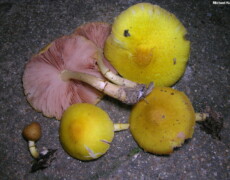 Michael Kuo — CC BY-SA 3.0 Pluteus mammillatus mushrooms displayed on a flat surface, showing bright yellow caps with fine texture and pink free gills beneath. Several specimens are in different stages of growth, including a small button and mature caps with central bumps.